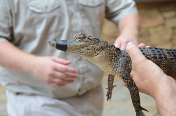 Everglades Gators
