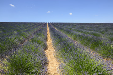 Obraz na płótnie Canvas Plateau de Valensole (Provence), lavender