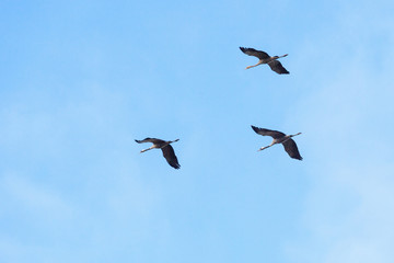 Cranes in the sky