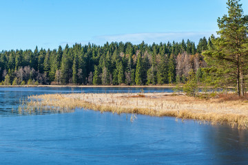 Frozen forest lake