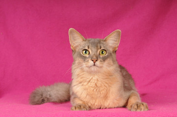 Fototapeta na wymiar Beautiful somali cat portrait