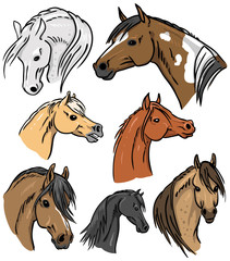 Horse Portrait Collection