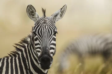 Fototapete Rund Zebra © zanarinilara