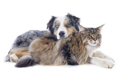 australian shepherd and maine coon
