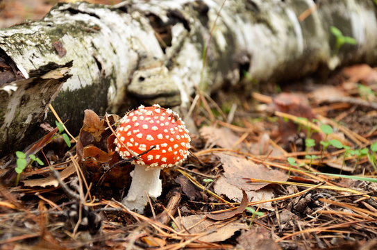 fly agaric in the forest near the birch