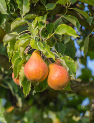Tasty pears at a branch