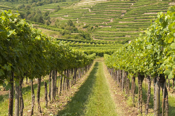 Fototapeta na wymiar Vineyards of Wachau area, Austria