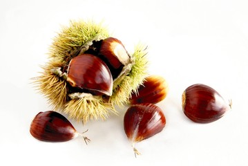 sweet chestnut fruits