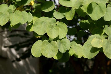 Naklejka premium Cercis siliquastrum tree with green leaves