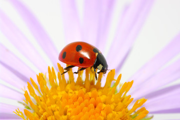 ladybug