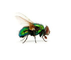 green fly