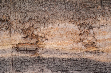 peat bog earth background texture