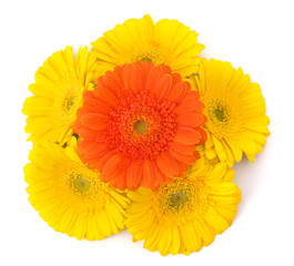 Beautiful daisy gerbera flowers