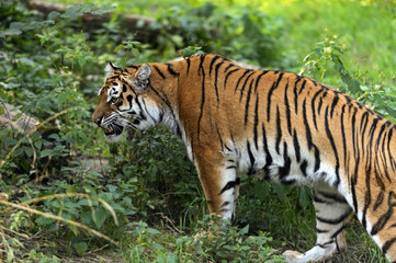 Obraz na płótnie Canvas Amur Tiger