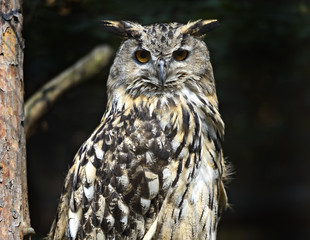 Owl on a dark background