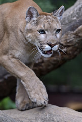Portrait Cougars