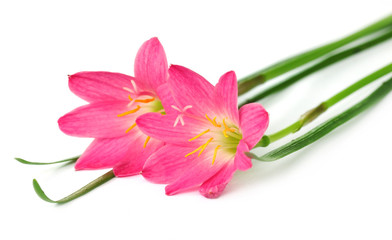 Zephyranthes rosea or Rain lily over white background