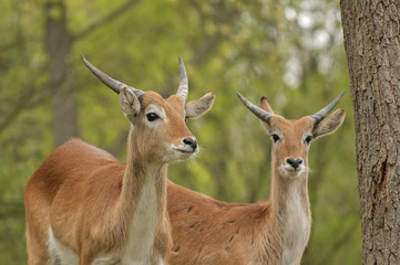 Obraz premium Lechwe