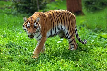 Papier Peint photo Lavable Tigre Portrait de tigre