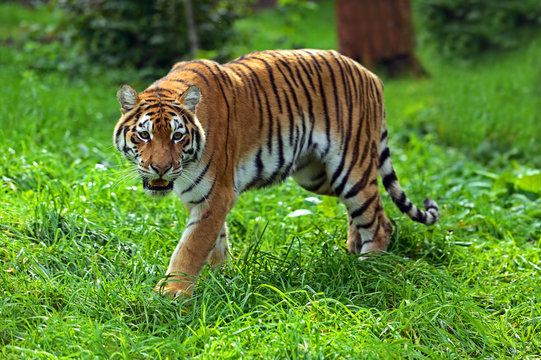 Portrait of tiger