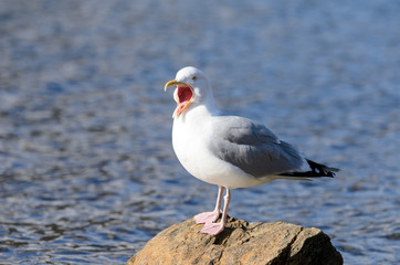 Herring Gull