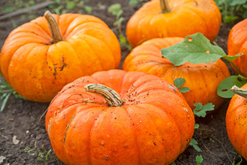 Pumpkins