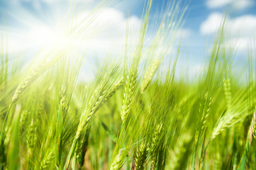 Sunny green wheat field closeup