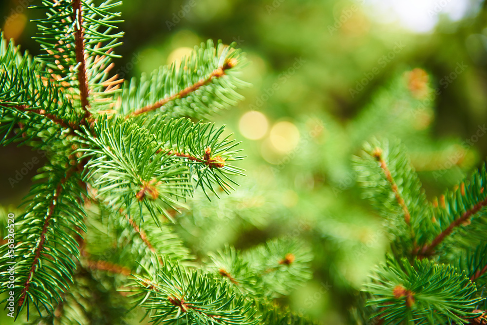 Wall mural background of spruce branches