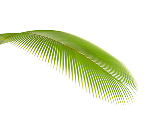 Obraz premium palm branch on a white background