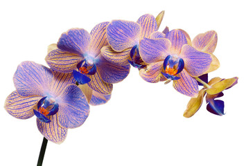 blue and yellow orchid branch on white © Alexander Potapov