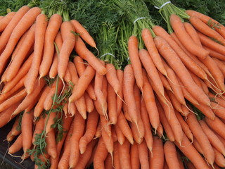 Erntefrische Möhren