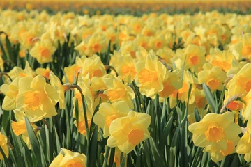Foto op Canvas Yellow daffodils in a field © Studio Porto Sabbia
