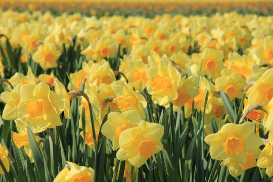 Yellow daffodils in a field