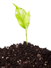 Green plant.