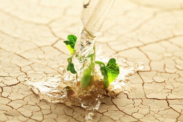 Watering a plant sprouting in the desert