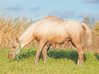 palomino welsh  pony  foal in the pasture