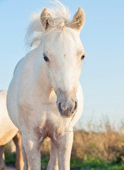 Obraz na płótnie Canvas portrait of cremello welsh pony filly