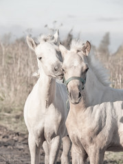 Fototapeta na wymiar grooming foals of pony