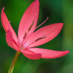 Fototapeta premium Schizostylis Coccinea