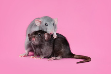 Two rats on a pink background