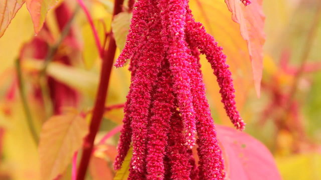 красные цветы амаранта в саду, огороде