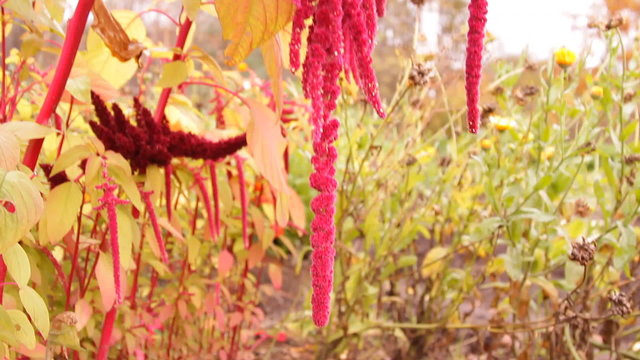 красные цветы амаранта в саду, огороде