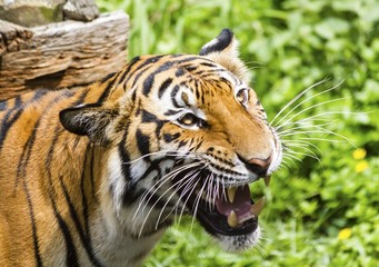 Close up of a tiger's face with bare teeth of Bengal Tiger