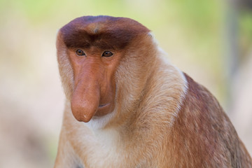 Naklejka premium Proboscis monkey
