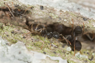 Shiny black wood ant, Lasius fuliginosus and aphids on oak