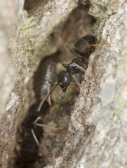 Shiny black wood ant, Lasius fuliginosus and aphids on oak