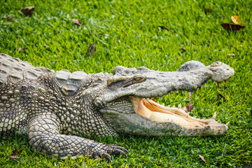 crocodile