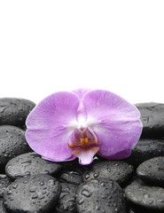 beautiful pink orchid with pebble in water drops