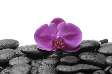 beautiful red orchid with pebble