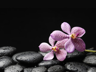 beautiful two pink orchid with pebble in water drops